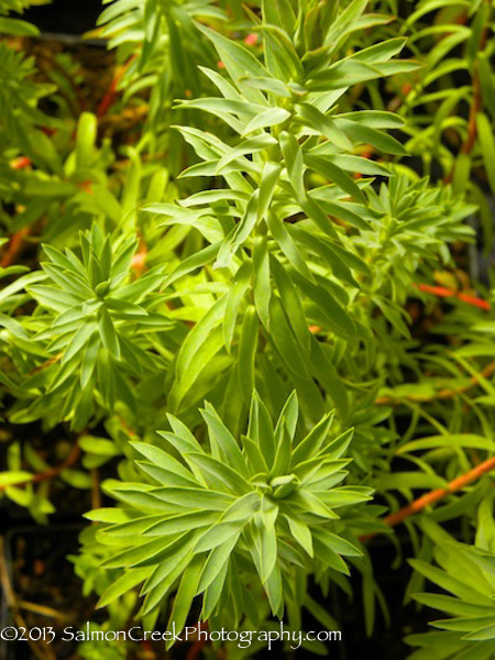 Euphorbia ‘Limewall’