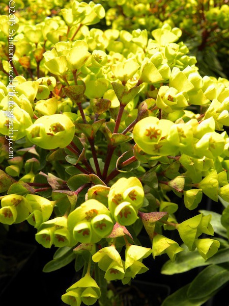 Euphorbia characias ‘Red Wing’