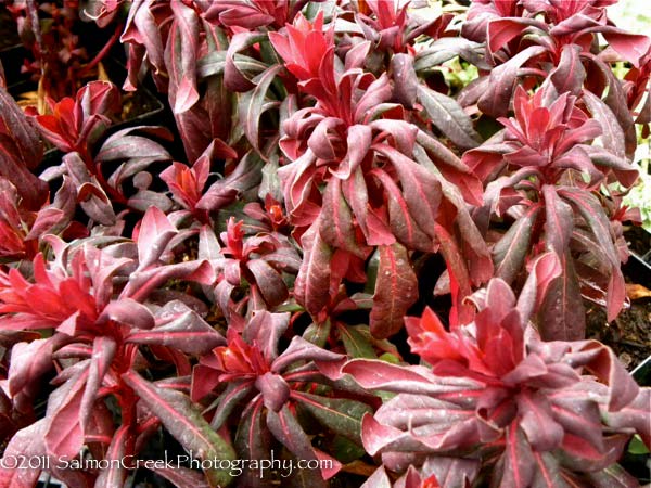 Euphorbia amygaloides Ruby Glow