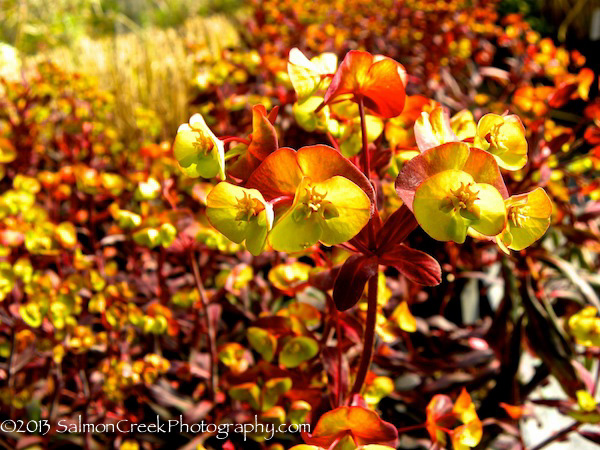 Euphorbia amygaloides ‘Ruby Glow’