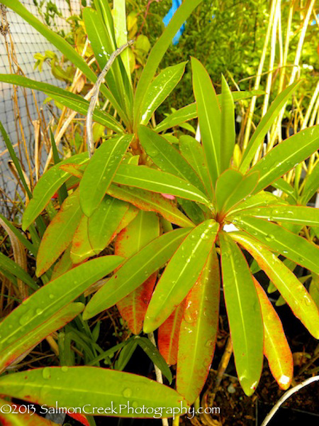 Euphorbia mellifera