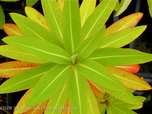 Euphorbia mellifera