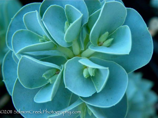 Euphorbia.php