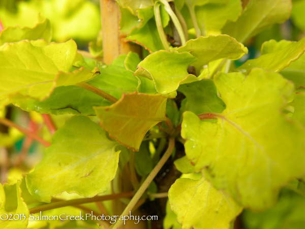 Fallopia aubertii Lemon Lace