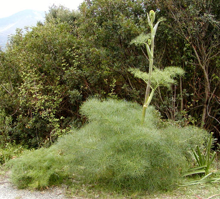 Ferula communis