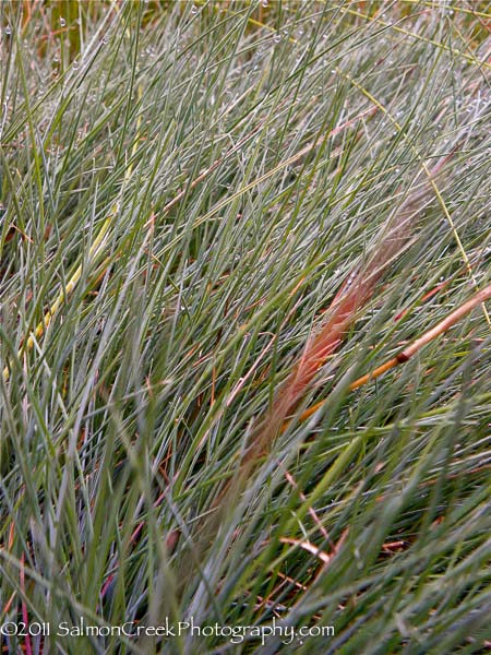 Festuca idahoensis Stony Creek