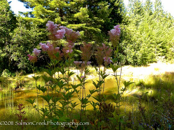 Filipendula rubra ‘Venusta’