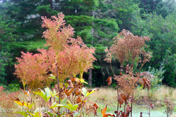 Filipendula.php