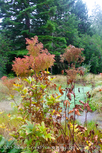 Filipendula rubra ‘Venusta’