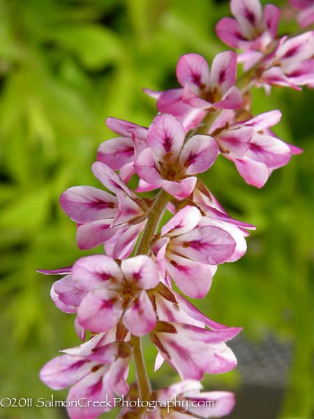 Francoa sonchifolia