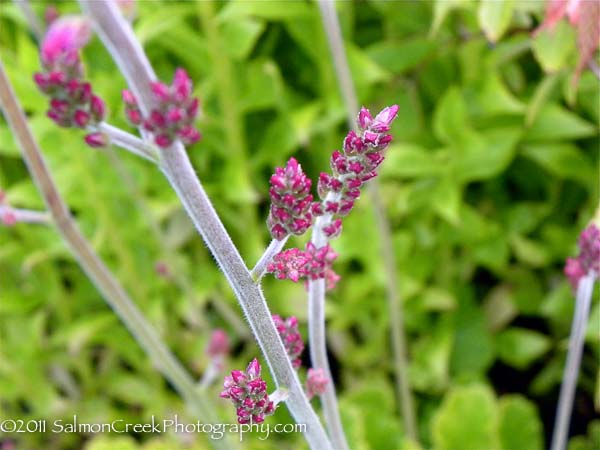 Francoa sonchifolia