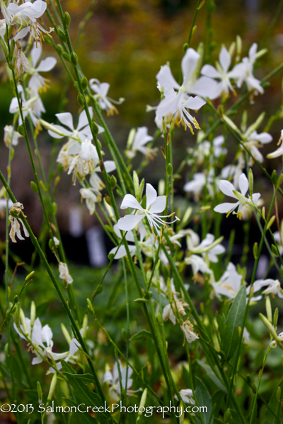 Gaura lindheimeri ‘So White’