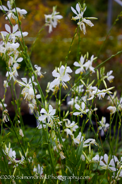 Gaura lindheimeri So White