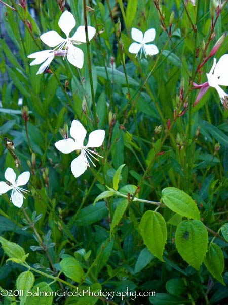 Gaura lindheimeri Summer Breeze