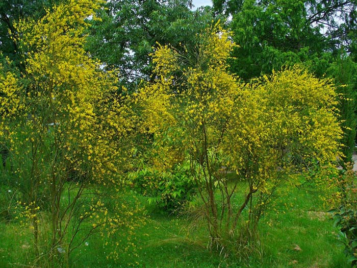 Genista aetnensis