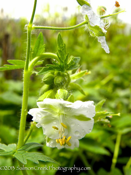 Geranium Buddy Studs Single