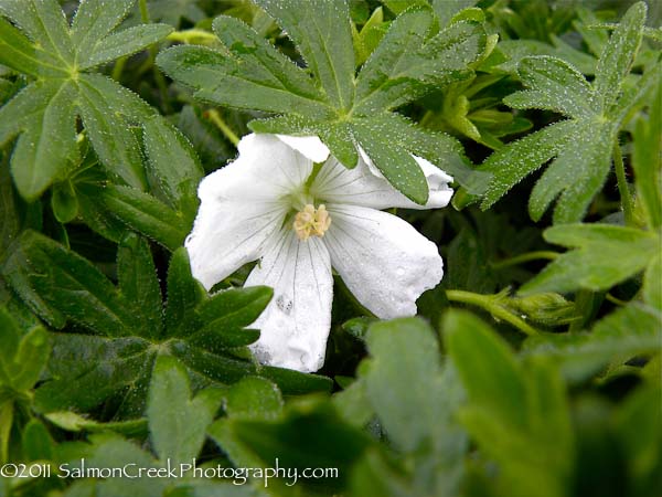 Geranium sanguineum Album