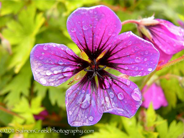 the geranium patricia grace