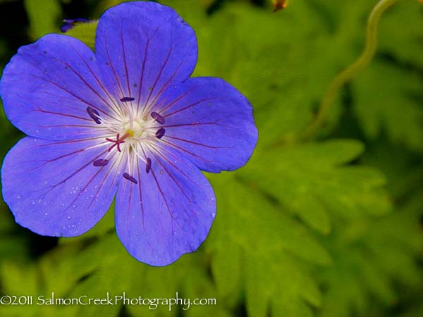 Geranium ‘Brookside’