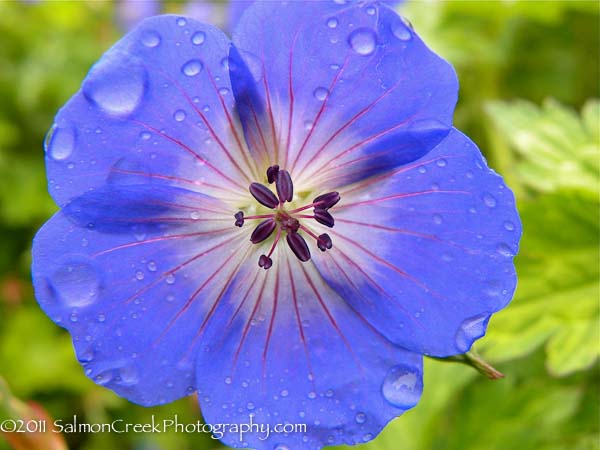 Geranium wallichianum ‘Buxtons Variety’ at Digging Dog Nursery