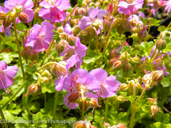 Geranium cantabrigiense Cambridge Blue