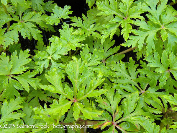 Geranium maderense Guernsey White