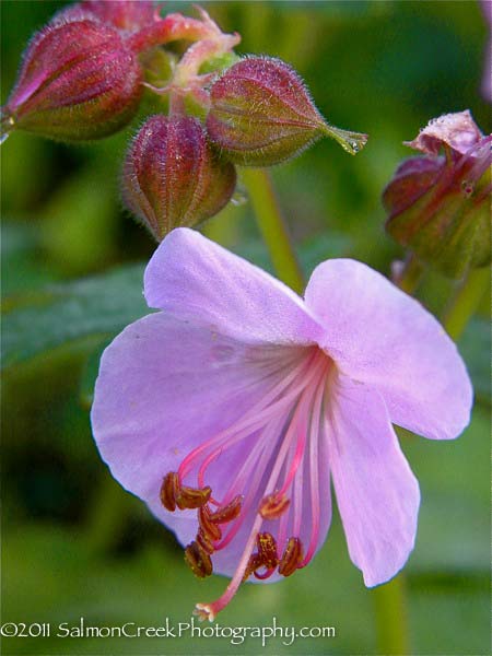 Geranium macrorrhizum ‘Ingwersens Variety’