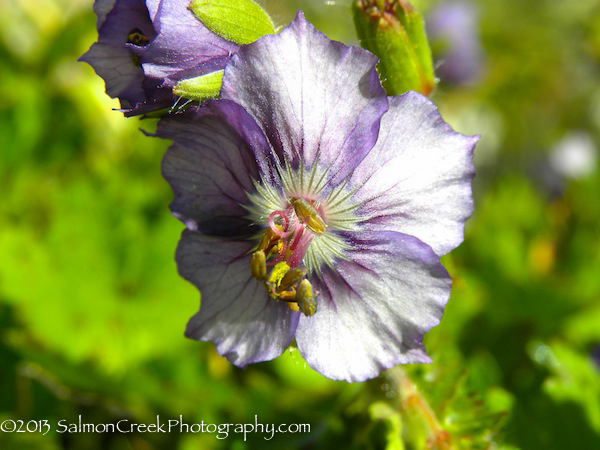 Geranium phaeum Langthorn’s Blue