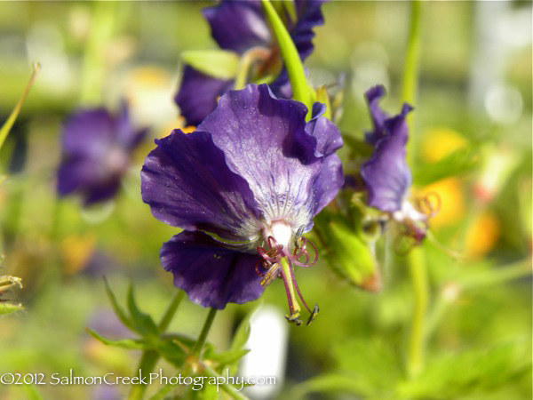 Geranium phaeum ‘Lily Lovell’