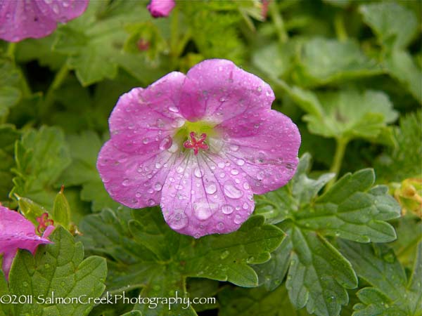 Geranium riversleaianum ‘Mavis Simpson’