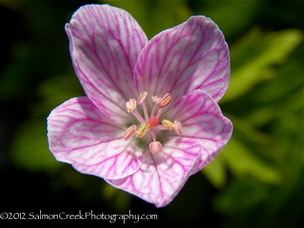 Geranium ‘Melinda’