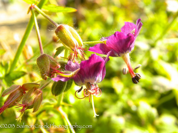 Geranium x monacense Muldoon