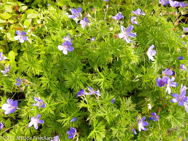 Geranium Nimbus