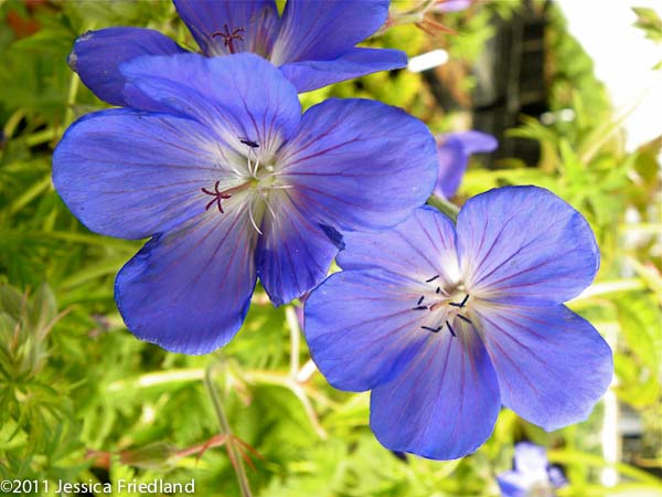 Geranium.php