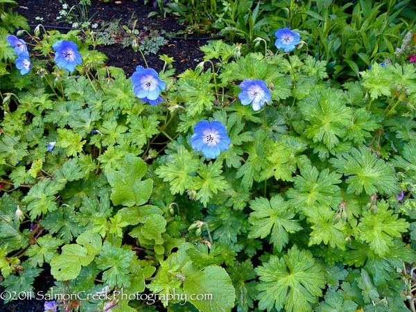 Geranium ‘Rozanne’