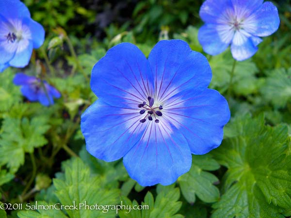 Geranium Rozanne