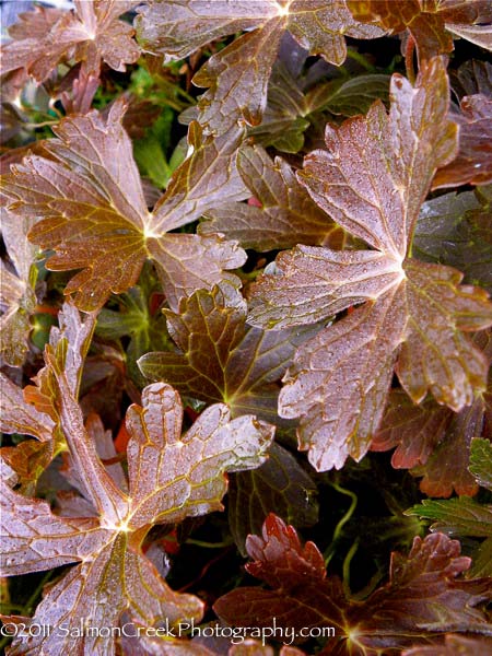 Geranium ‘Rozanne’