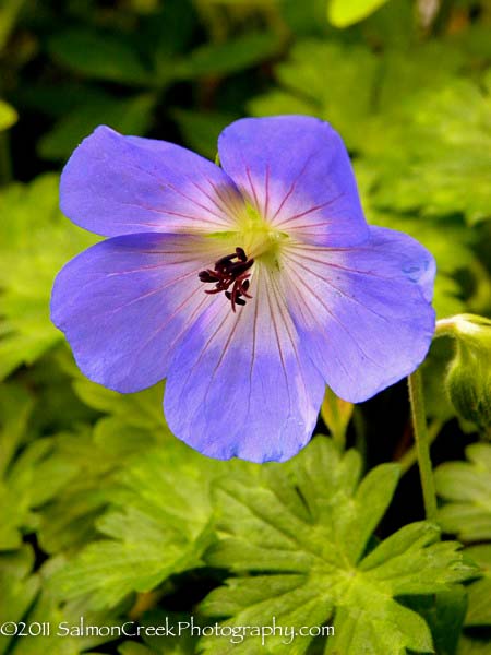 Geranium.php