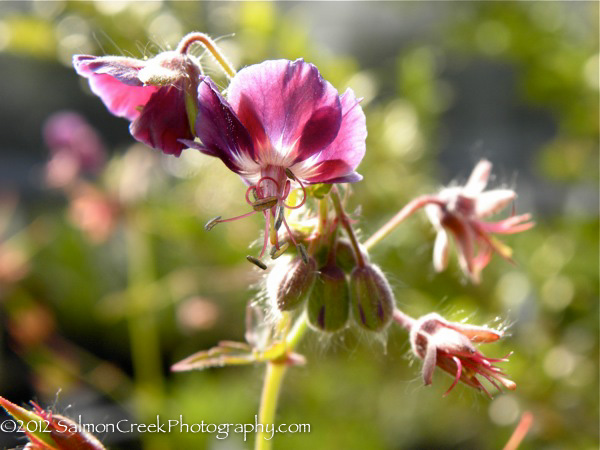 <i>Geranium phaeum</i> ‘Samobor’