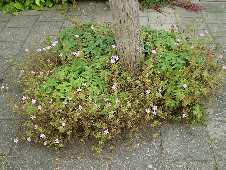 Geranium macrorrhizum Spessart