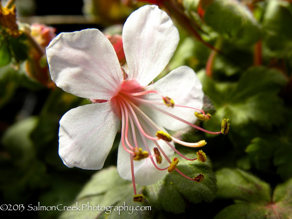 Geranium macrorrhizum Spessart