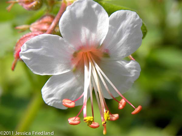 Geranium macrorrhizum ‘Spessart’