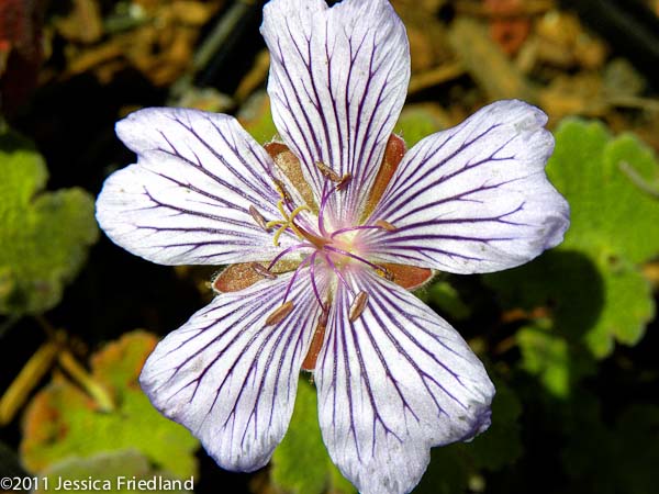 Geranium renardii ‘Tcschelda’