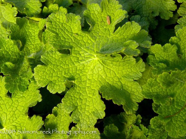 <i>Geranium platypetalum</i> ‘Turco’