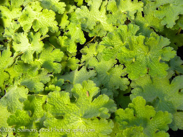 Geranium platypetalum Turco