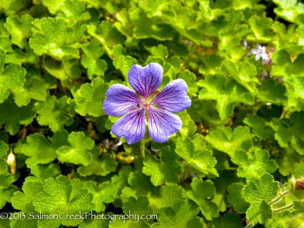 Geranium platypetalum Turco