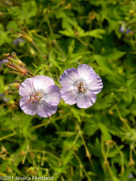 Geranium phaeum ‘Walküre’