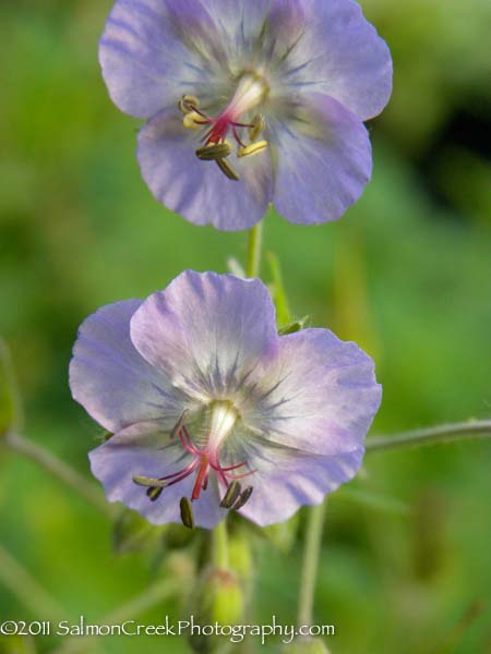 Geranium phaeum Walküre