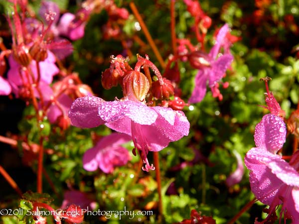 <i>Geranium x cantabrigiense</i> ‘Westray’