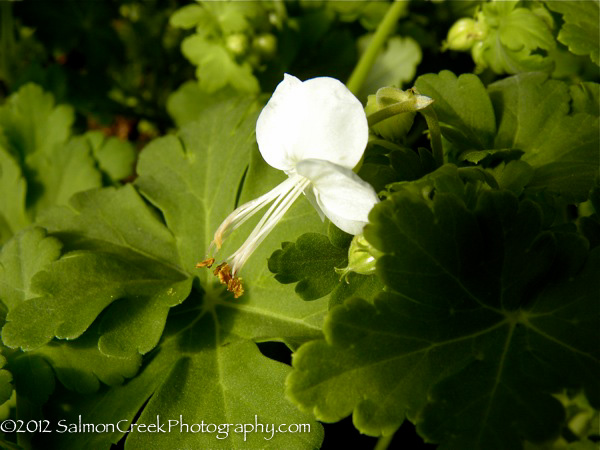 Geranium macrorrhizum ‘White Ness’